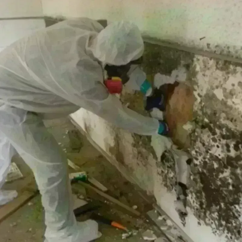 Mold Remediation and Removal in Boyceville, WI